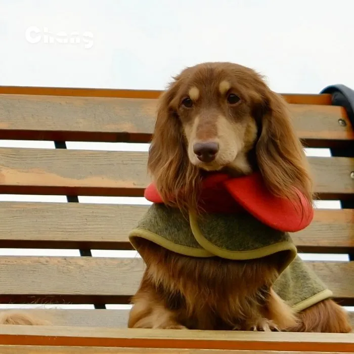 Dachshund Clothes  | GREENHOUSE FLORAL WOOL COAT